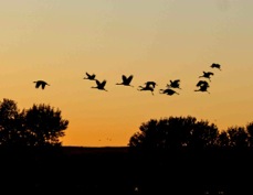 Sandhill Cranes at Dawn 3134
