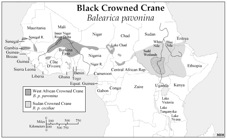 range Black-crowned Crane