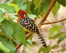 Red-and-yellow Barbet 4755