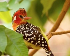 Red-and-yellow Barbet 4760