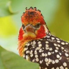 Red-and-yellow Barbet 4762