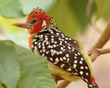 Red-and-yellow Barbet 4763