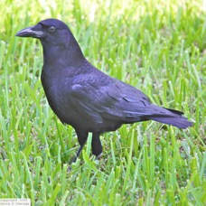 American Crow 8724