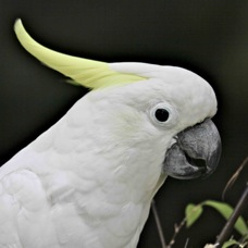 Yellow-crested Cockatoo 0296