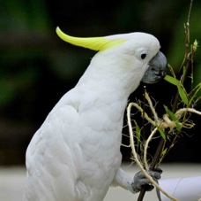 Yellow-crested Cockatoo 0302