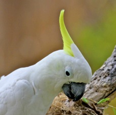 Yellow-crested Cockatoo 0275