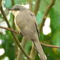 Cuckoo Mangrove 3554 192