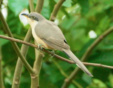 Cuckoo Mangrove 3544