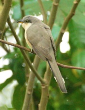 Cuckoo Mangrove 3554