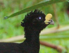 Curassow Great male 3345
