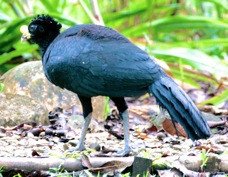 Curassow Great male 3355