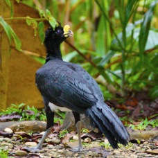 Curassow Great male 3366