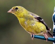 American Goldfinch female 0819