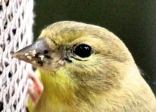 American Goldfinch female 0838