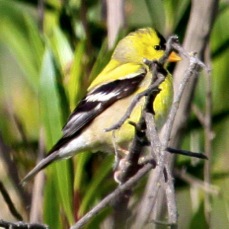 American Goldfinch 3496