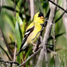 American Goldfinch 3500
