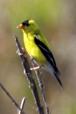 American Goldfinch 3669