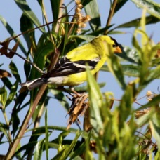 American Goldfinch 5309