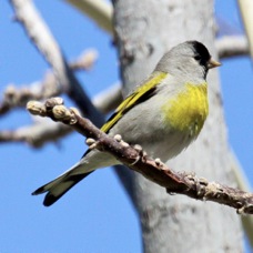 Lawrence's Goldfinch 1121