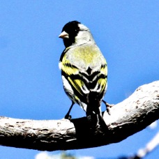 Lawrence's Goldfinch 1133