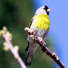 Lawrence's Goldfinch 1170