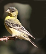 Lesser Goldfinch 273