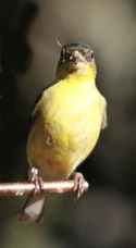 Lesser Goldfinch 274