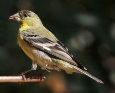 Lesser Goldfinch 546