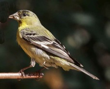 Lesser Goldfinch 5460