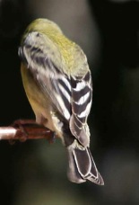 Lesser goldfinch 222