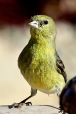 Lesser Goldfinch female 2434