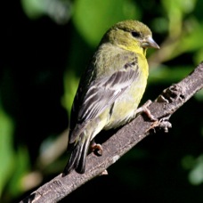 Lesser Goldfinch female 3403