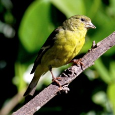 Lesser Goldfinch female 3404