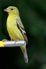 Lesser Goldfinch female 1275
