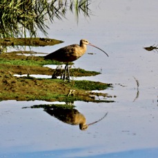 Long-belled Curlew 7249