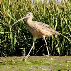 Long-belled Curlew 7794