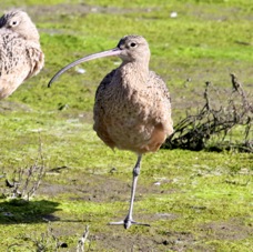 Long-belled Curlew 7184