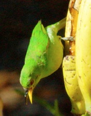 Honeycreeper Green female 7298