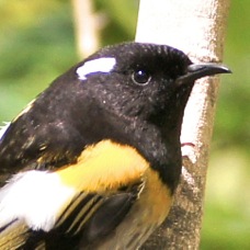 Stichbird male 6564
