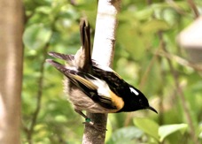 Stichbird male 6566