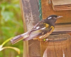 Stichbird male 6598