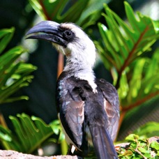 Von der Decken's Hornbill female 1835