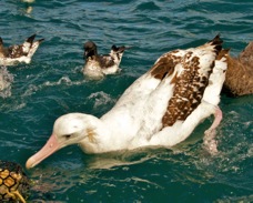 Wandering Albatross 8541