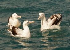 Wandering Albatross 8576