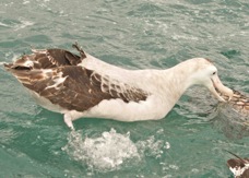 Wandering Albatross 8924