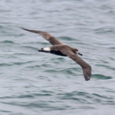 Black-footed Albatross 9471