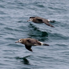 Black-footed Albatross 0127