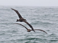 Black-footed Albatross 9992