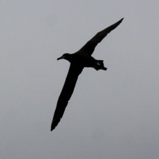 Black-footed Albatross 0006