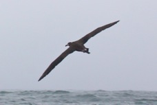 Black-footed Albatross 0002